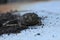 a frog toad on a white light background on the ground sits lying close-up. amphibians funny animals