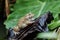 Frog traps insects on black and wet stumps. Floating on the water in the middle of nature