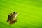 Frog under green leaf