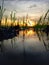 Frog view of puddle in rice field