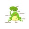 Frog vocabulary part of body.vector