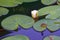 Frog with water lily