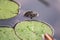 Frog and Water lily leaves float in a pond