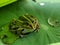 A frog on water lily\'s leaf