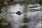 Frog in Water - Lone frog basks in shimmering pond, nature's tranquil oasis