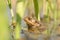 frog in the water during mating season close up of a floating on pond sunny spring morning april