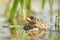 frog in the water during mating season close up of a floating on pond sunny spring morning april