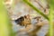 frog in the water during mating season close up of a pond on sunny spring morning april