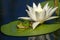 Frog and waterlily