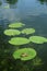 Frog on the waterlily