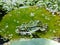 Frog on waterlily leaf in a pond