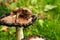 Frog on wet mushroom