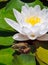 Frog and White Water Lily