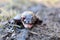 Frog after winter hibernation closeup macro