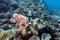 Frogfish on coral