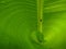 froghopper on banana leaf, green background