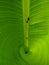 froghopper on banana leaf, green background