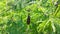 Froghopper, a black red line insect