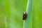 Froghopper bug sitting on green grass leaf