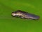 Froghopper on Green Leaf