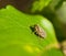 Froghopper macro showing compound eye