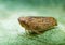 Froghopper macro showing compound eye