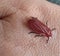 froghopper or sugarcane leafhopper lands on the back of the hand