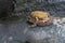 The frogs, Bufo melanostictus Schneider