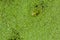 Frogs camouflaged in duckweed in a swamp.