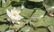 Frogs on leaves of water lily on lake