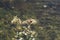 Frogs, resting on a leaf, in the water, on the muddy soil