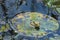 Frogs, resting on a leaf, in the water, on the muddy soil