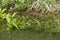 Frogs sit camouflaged at the spawning place on the shore in the reeds