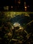 Frogs underwater at night with city lights  in the background