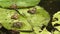 Frogs on waterlily pond, 4k footage video