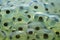 Frogspawn close-up