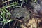 Frogspawn sitting on top of a pond