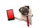 Frolic business pug puppy dog with red tie and glasses, holding up tablet phone with blank red screen, hanging sideways from white