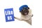 Frolic pug puppy dog holding up blue like us sign, hanging sideways from white banner