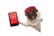 Frolic pug puppy dog with red cap, holding up tablet phone with text contact us, hanging sideways from white banne