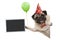 Frolic smiling birthday party pug dog, with balloon and hat decoration holding blank blackboard sign, isolated