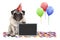 Frolic smiling birthday party pug dog, with blackboard, confetti and balloons decoration