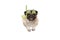 Frolic smiling pug puppy dog with green snorkel and goggles, ready to dive, isolated