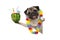 Frolic summer pug dog with hawaiian flower garland, holding watermelon cocktail with umbrella and straws