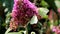 Frolicking brimstones upon pink Buddleja flower