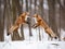 Frolicking Foxes: Playful Encounter in the Wild