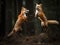 Frolicking Foxes: Playful Encounter in the Wild