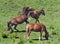 Frolicking Horses in Rapa Nui