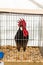 Frome , Somerset, UK, 14th September 2019 Frome Cheese Show A caged leghorn rooster displayed in the chicken and egg ten