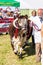 Frome, Somerset, UK, 14th September 2019 Frome Cheese Show An English Longhorn bull in the livestock parade